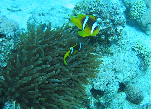Two Band Anemone Fish